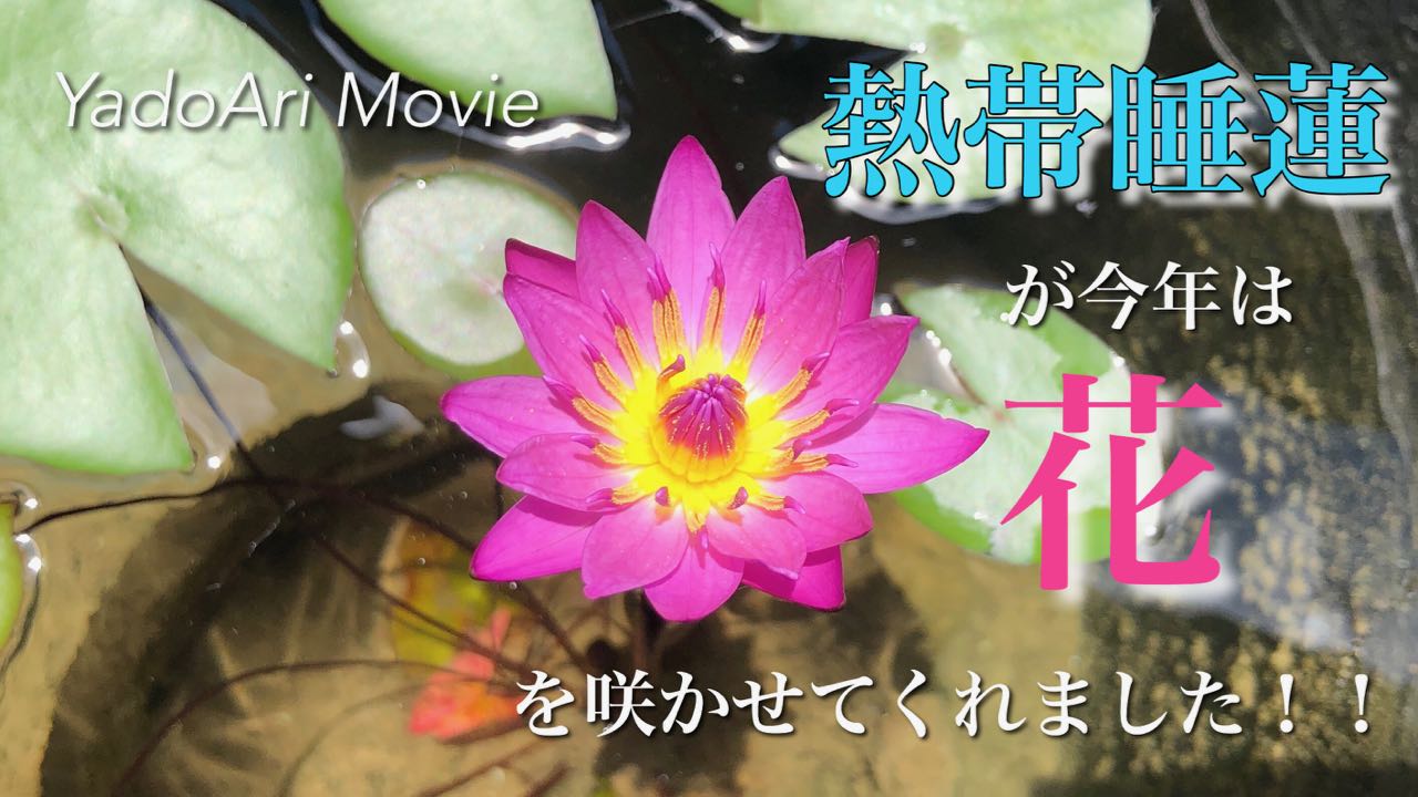 熱帯睡蓮の花が、咲きました！！！ ~沖縄旅行に来たお客様に見てもらいたい花です~