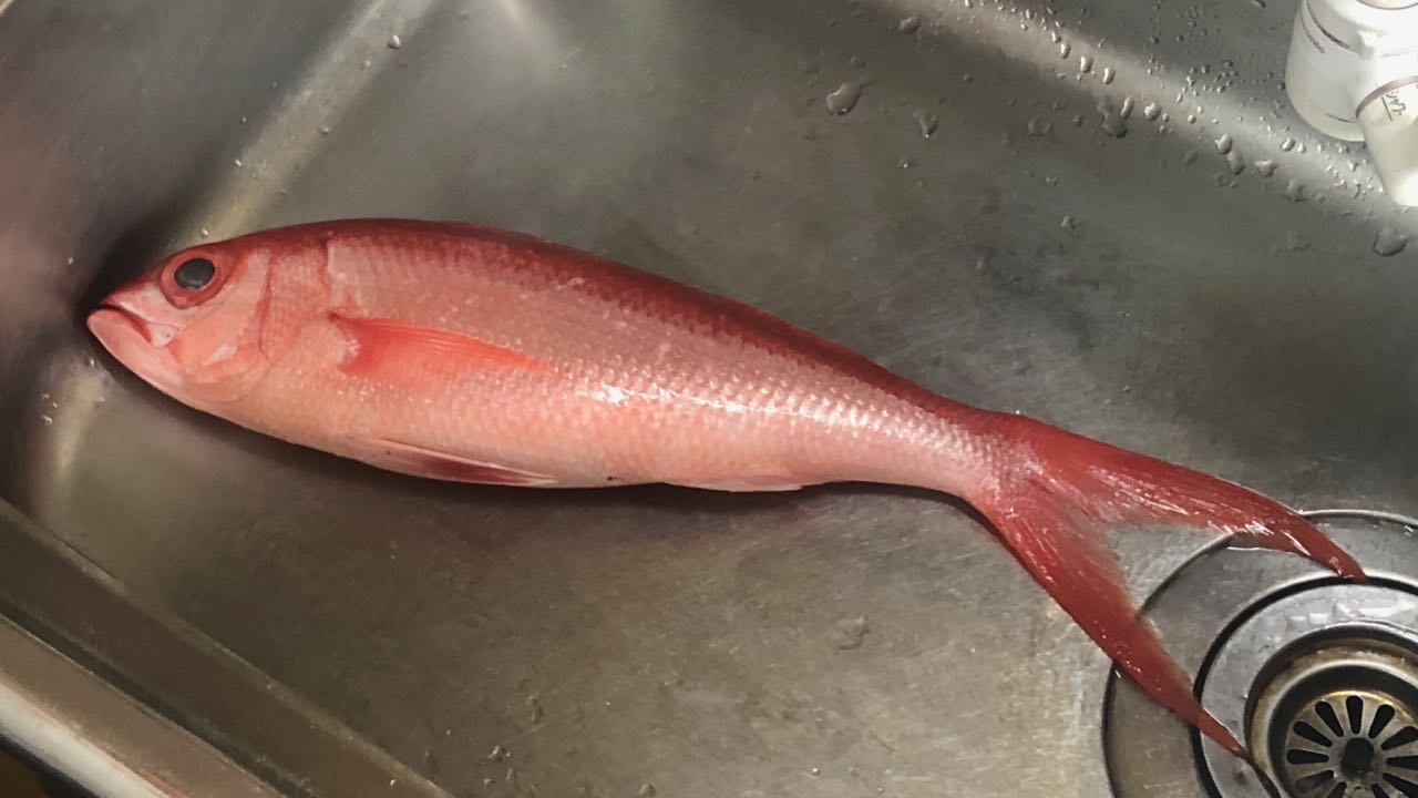沖縄の魚は美味しくないってホントにそうなの